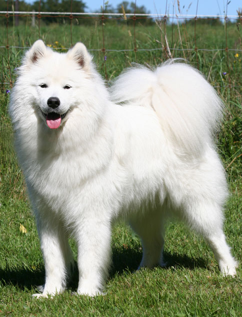 Välkommen till Dragvikens Samojedkennel & Basset de Bretagne - Vi planerar valpar